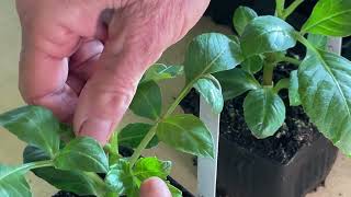 176. Pinching Out Young Cuttings.