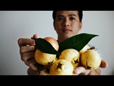 Video Trái Lý miền tây mua ở đâu? | Hương Vị Miền Tây - youtube