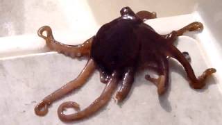 Octopus Named Squiggly Sea Monster .wmv