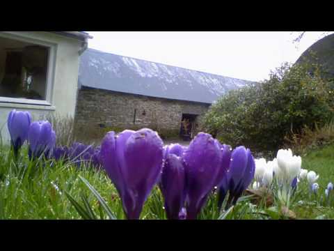 Crocus Flowering 36-day