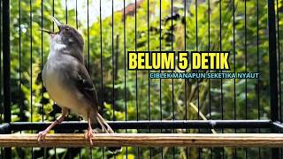 CIBLEK SEMI GACOR AMPUH UNTUK PANCINGAN CIBLEK BAHAN DAN MASTERAN CIBLEK MACET SEKETIKA NYAUT