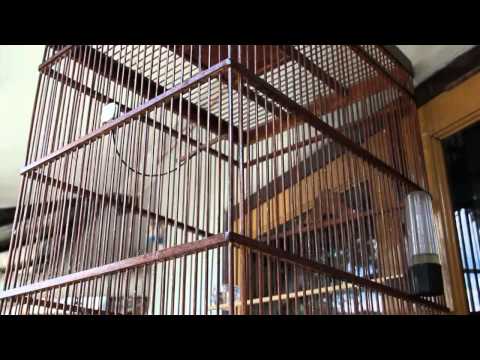 Video King Konin 3gp