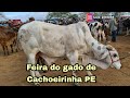 FEIRA DO GADO DE CACHOEIRINHA PE QUINTA FEIRA 04/03/2021 ( Arroba do boi gordo saindo a 280)