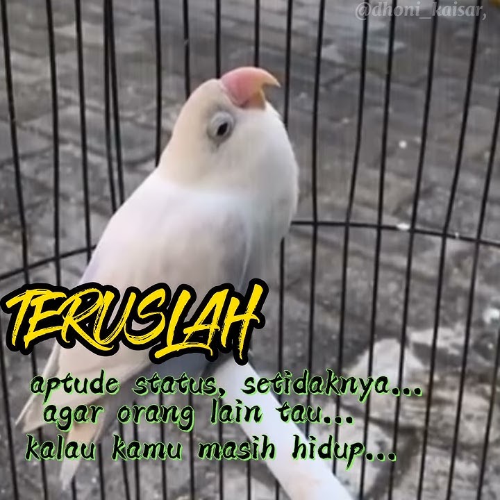 Story wa lovebird konslet