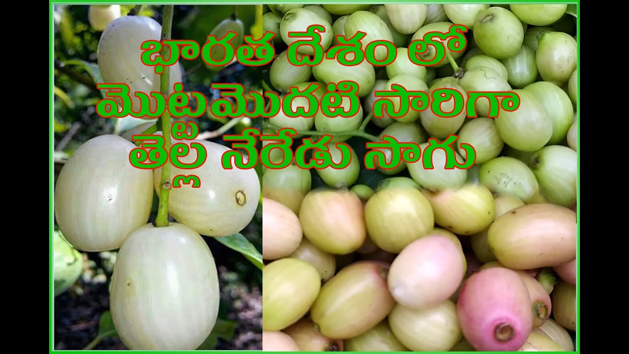 భారతదేశంలో మొట్టమొదటి సారి తెల్ల నేరేడు సాగు | White Jamun Farming | 99496 14751 | AgriTech Telugu