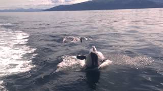 Killer whale breaching at Lynn Canal