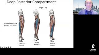 Preview Arousing The Pelvis The Neuro-Anatomy And Clinical Power Of Spleen-6 San Yin Jiao