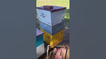 Double screen board for small colonies. #beekeeping