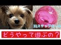 犬のおもちゃ!知恵玩具の正しい遊び方を教えてくれる愛犬