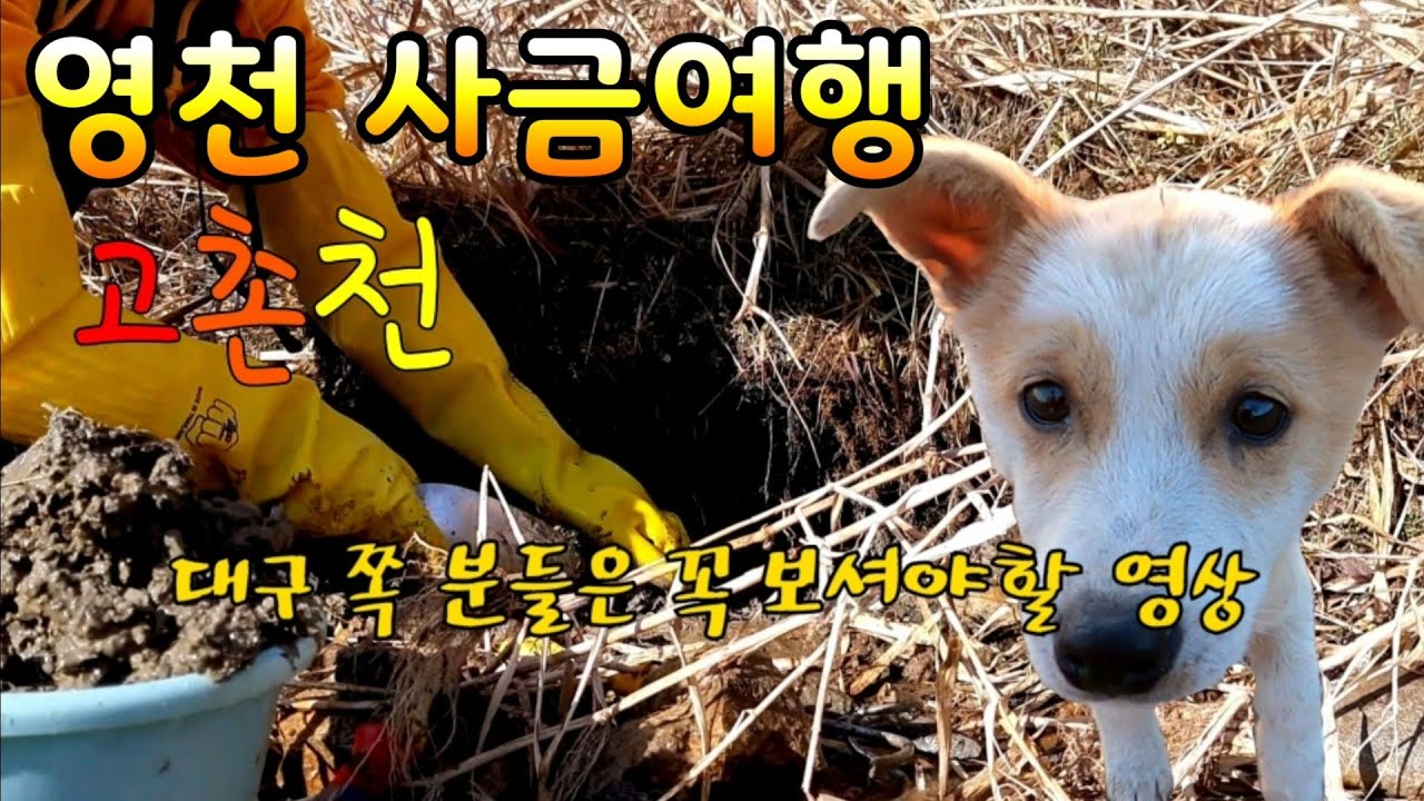 솔직히 이런곳에서 금이 채취될줄은 몰랐다. 영천 사금여행 Gold panning like a pro! /사금채취/금채취