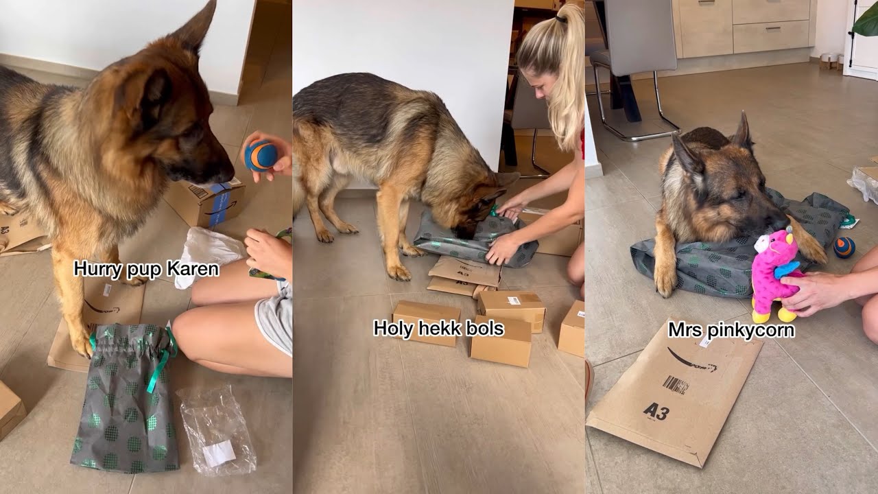 German Shepherd Receives Tons Of Packages