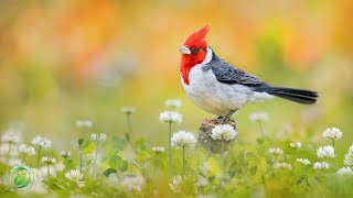 Beautiful Relaxing Music, Peaceful Instrumental Music, 'Hello Spring'