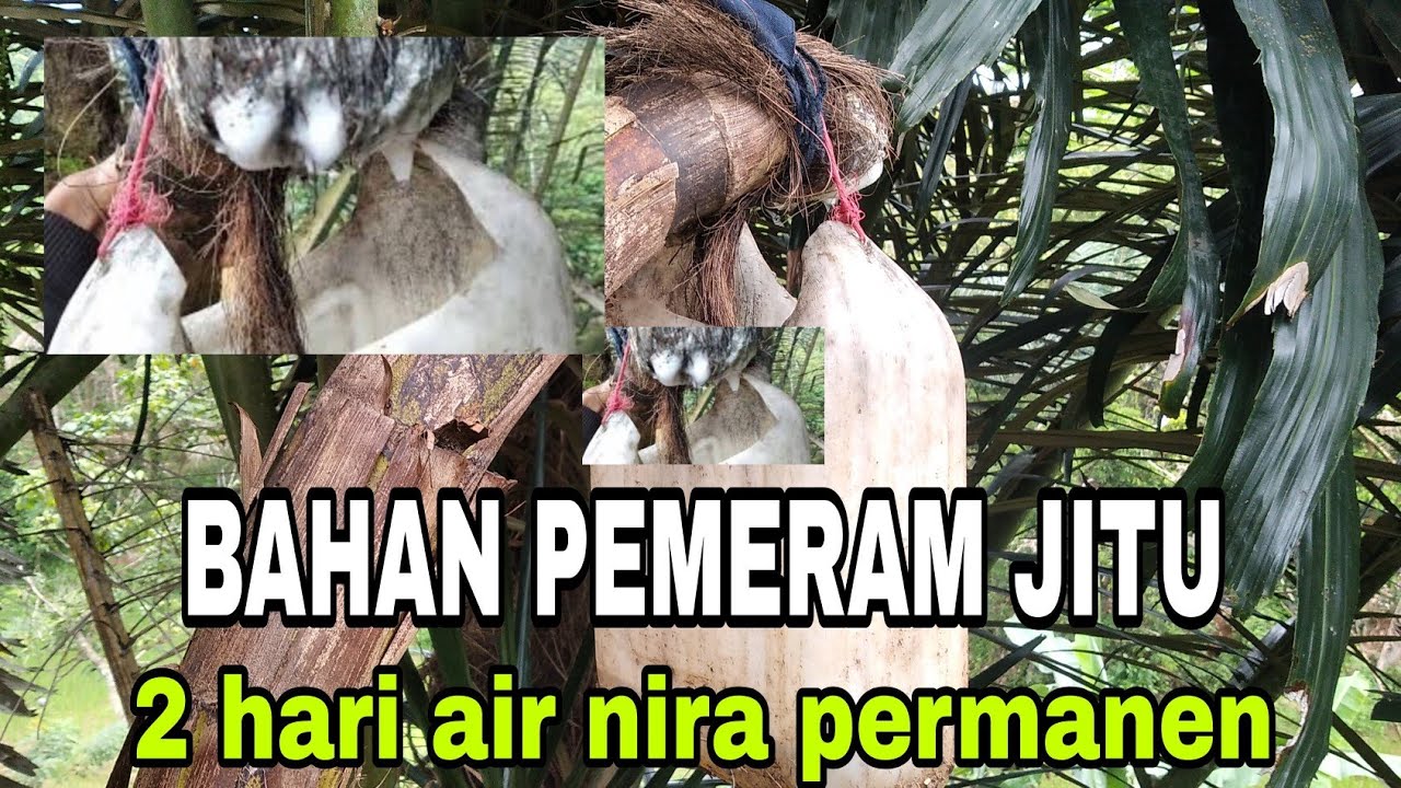 cara pemeraman manggar bunga aren yang baru di potong