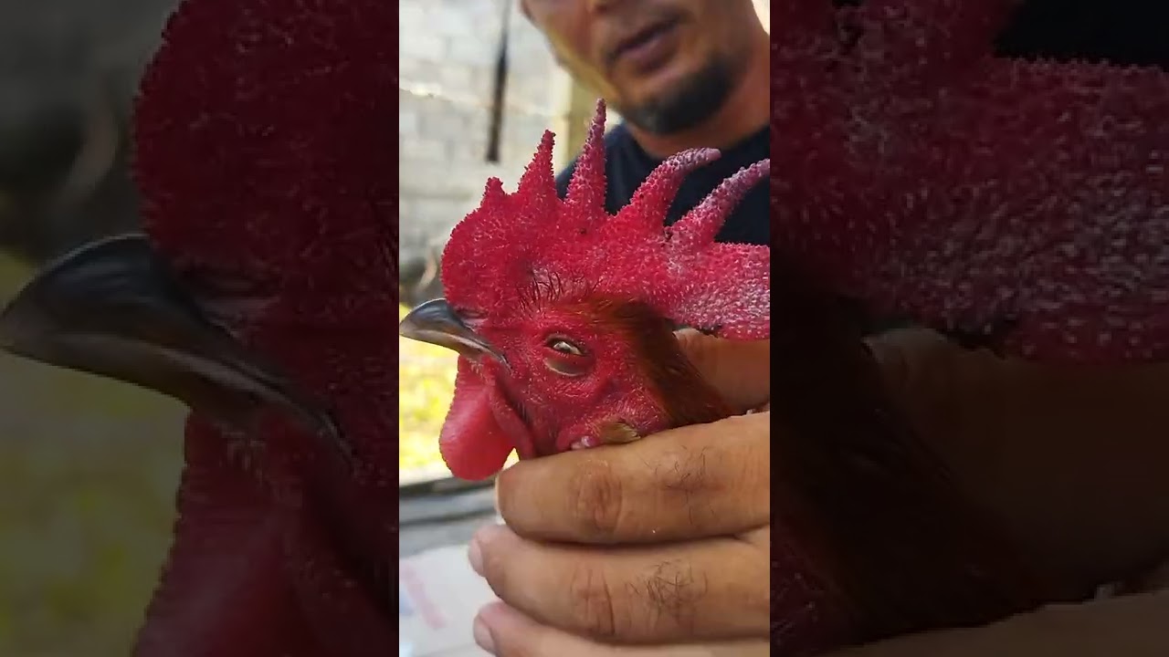 มาจับกันดูแบบชัดๆคริปที่แล้วมันไม่ชัด  จัดไห้fcครับ