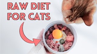 How To Raw Feed Your Cat  Nutrition Details You NEED To Know