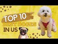 Top 10 Dog Breeds in the US | The Fame Files