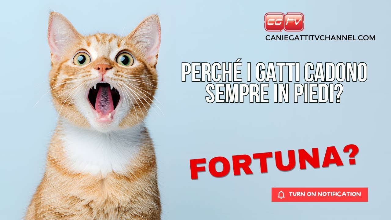 Perchè il gatto cade sempre in piedi?