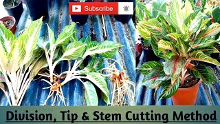 How to Propagate Aglonema Sunset Red II How to Propagate Aglonema II Tip & Stem Cutting Process II