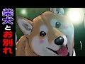 【号泣】命の儚さを教える柴犬の名言【世界の終わりに柴犬と】