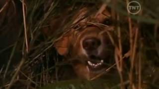 BUD O CÃO AMIGO - 1997 (DUBLADO)