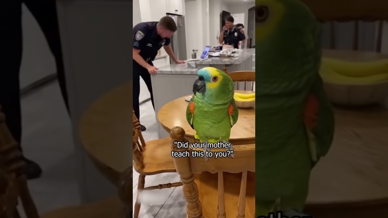 I'm officially going to jail for what my parrot just said to this officer.