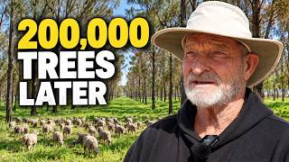 200,000 Trees Changed This Farm