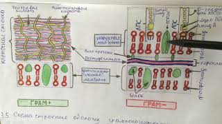Строение клеточной стенки бактерий