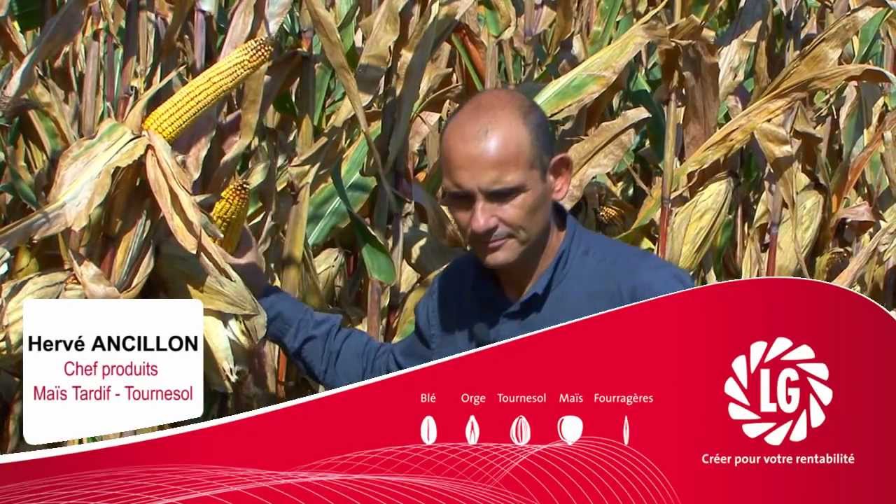 Les maïs grain LG, c'est à la bascule qu'ils m'ont fait craquer