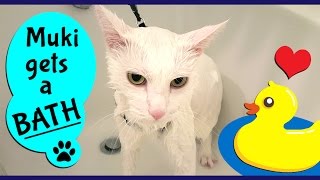 Best way to give a cat a BATH without getting scratched | Bathing my Cat using a HARNESS