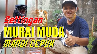 SETTINGS FOR YOUNG MURAI BATU TAKING A BATH IN THE CEPUK - DISASSEMBLY SETTINGS FOR MURAI BATU KE...