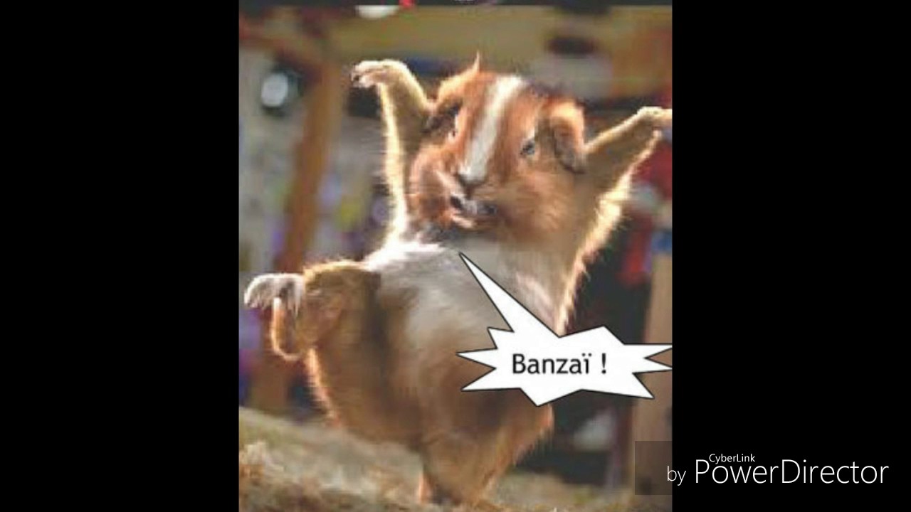 Son De Notification 1 Bebe Qui Rigole Youtube Son De Notification 1 Bebe Qui Rigole Youtube