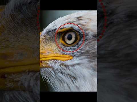 The fastest sighted bird in the world | #eagle #eye #facts #shorts