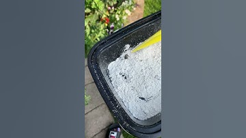 Japanese beetles on plants how to get rid of them