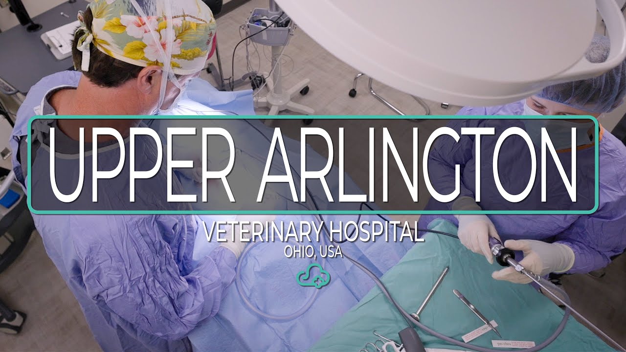 ezyVet Customer Story - Upper Arlington Veterinary Hospital