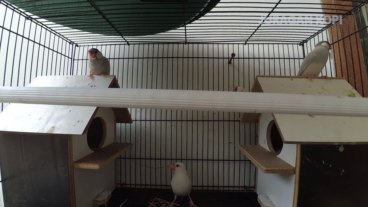 Burung Gelatikku Bertelor Lagi Youtube