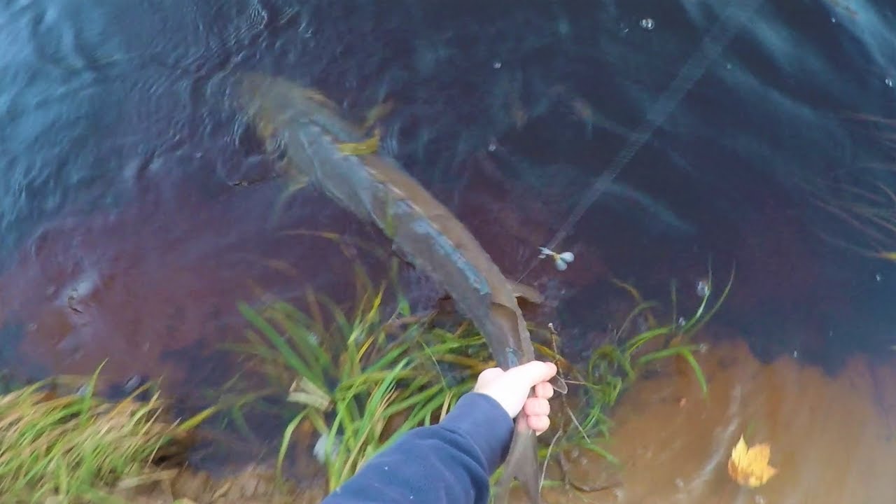 Lake Sturgeon in Northwestern Wisconsin October 2017 YouTube