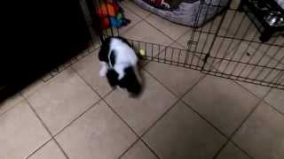 Puppy Tricks - 11 Week old English Springer doing tricks by Melissa R 322 views 8 years ago 2 minutes, 45 seconds