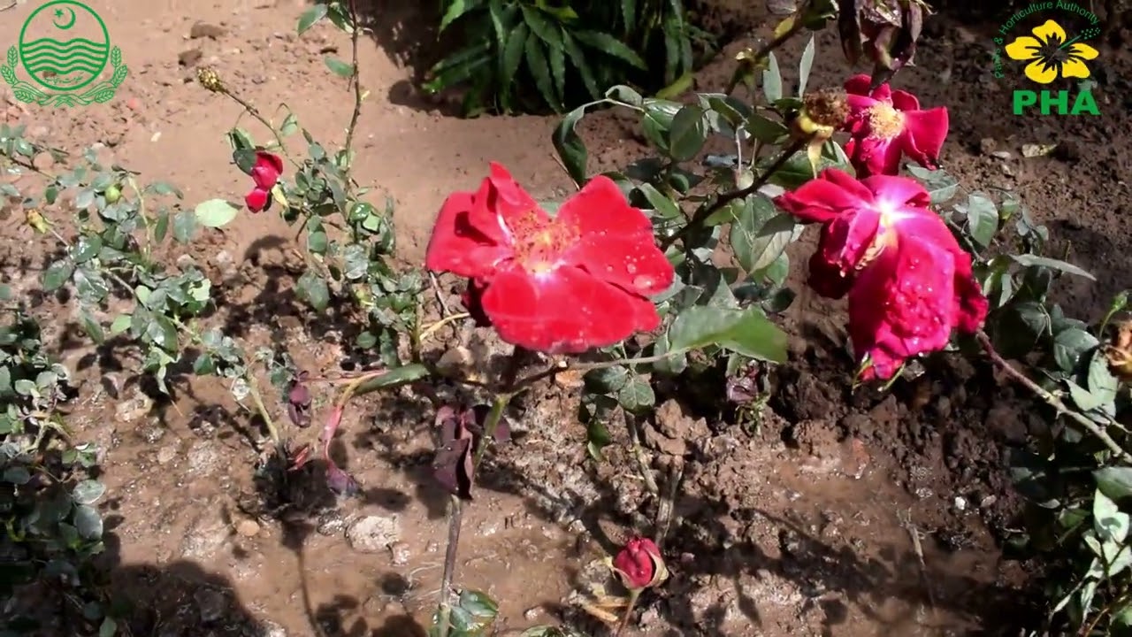 Establishing Rose Gardening in PHA Office