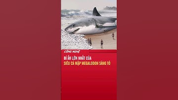 Bí ẩn lớn nhất của siêu cá mập Megalodon sáng tỏ