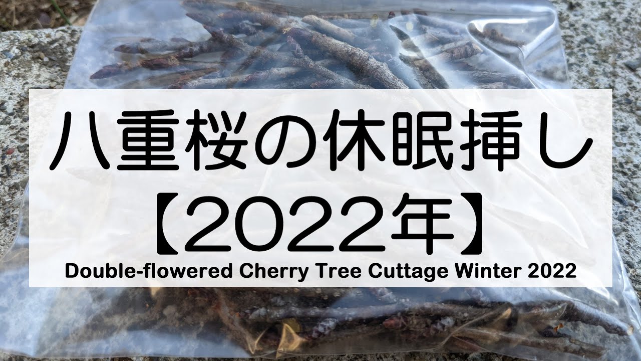 八重桜の挿し木（休眠挿し）【2022年】 | 園芸ラボ