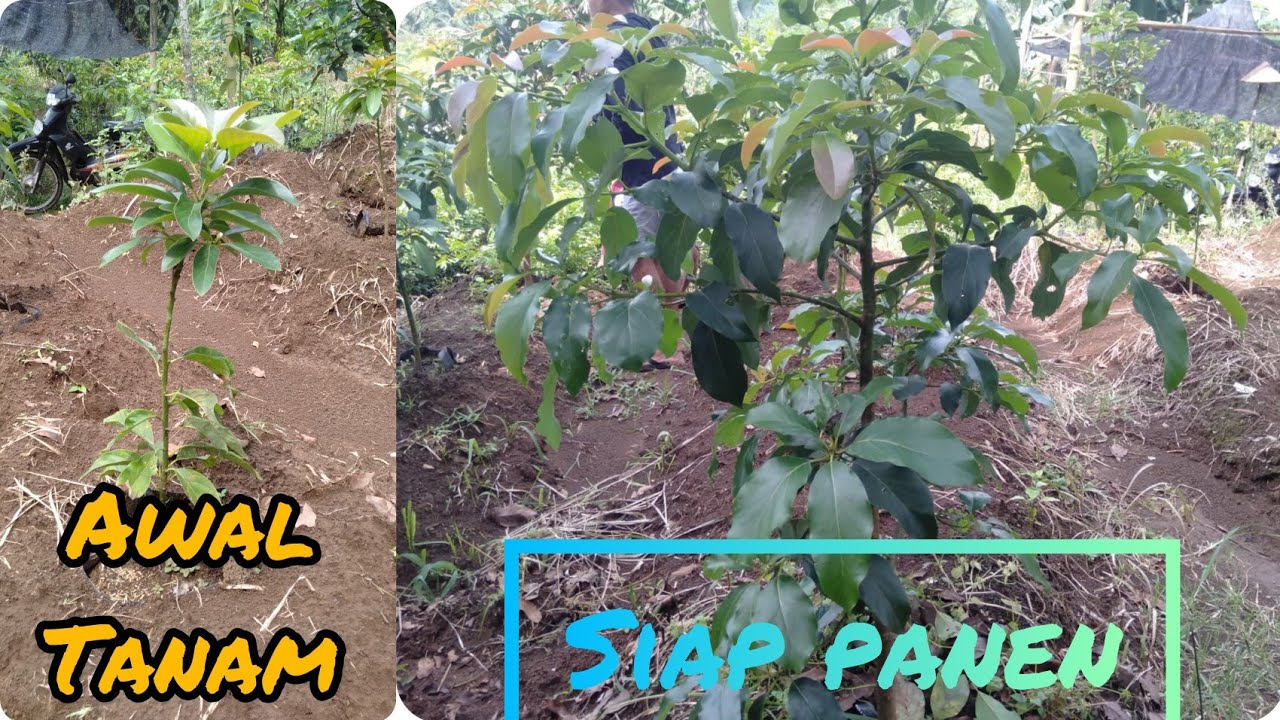 METODE PEMBESARAN POHON ALPUKAT agar CEPAT PERTUMBUHANnya || petani EDUKASI 👉🌱