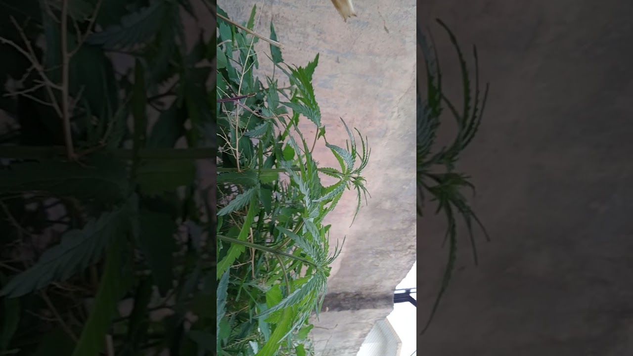 weed plant | uk Almora 😈 jhmm rho bs