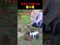 猫のそうじゃないんよｗ的な瞬間５選#cat #面白集 #ねこ #笑ったら負け