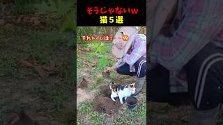 猫のそうじゃないんよｗ的な瞬間５選#cat #面白集  #ねこ #笑ったら負け