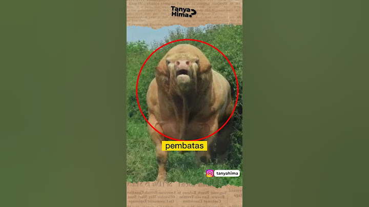 2 BANTENG DENGAN BENTUK Paling ANEH di DUNIA #shorts
