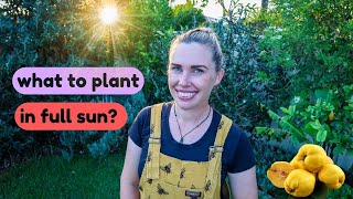 22 HEAT tolerant EDIBLE PLANTS for full sun ☀️🌳 EASY to grow food!