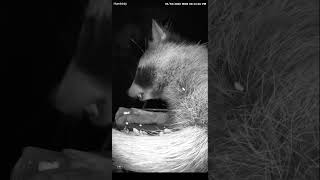 Raccoon Refuses to Lose the Bird Feeder Battle #persistent #animals