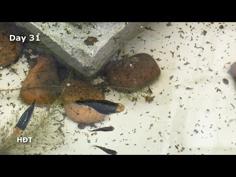Aquarium (Molly fish)/ Updated 2 months😍 hồ cá (cá Hạt Lựu)/ sau 2 tháng