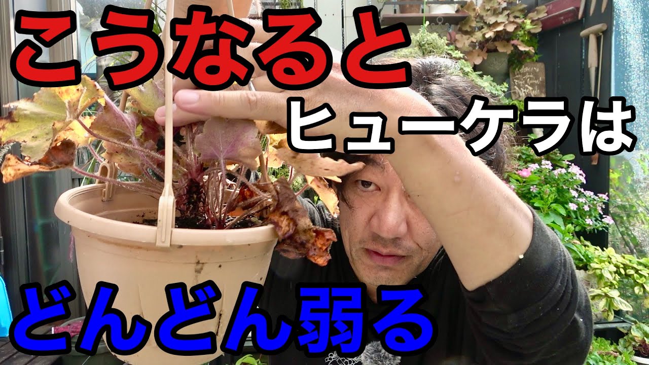 【このままだとマズイ】夏に弱ったヒューケラの再生方法　【園芸超人カーメン君】