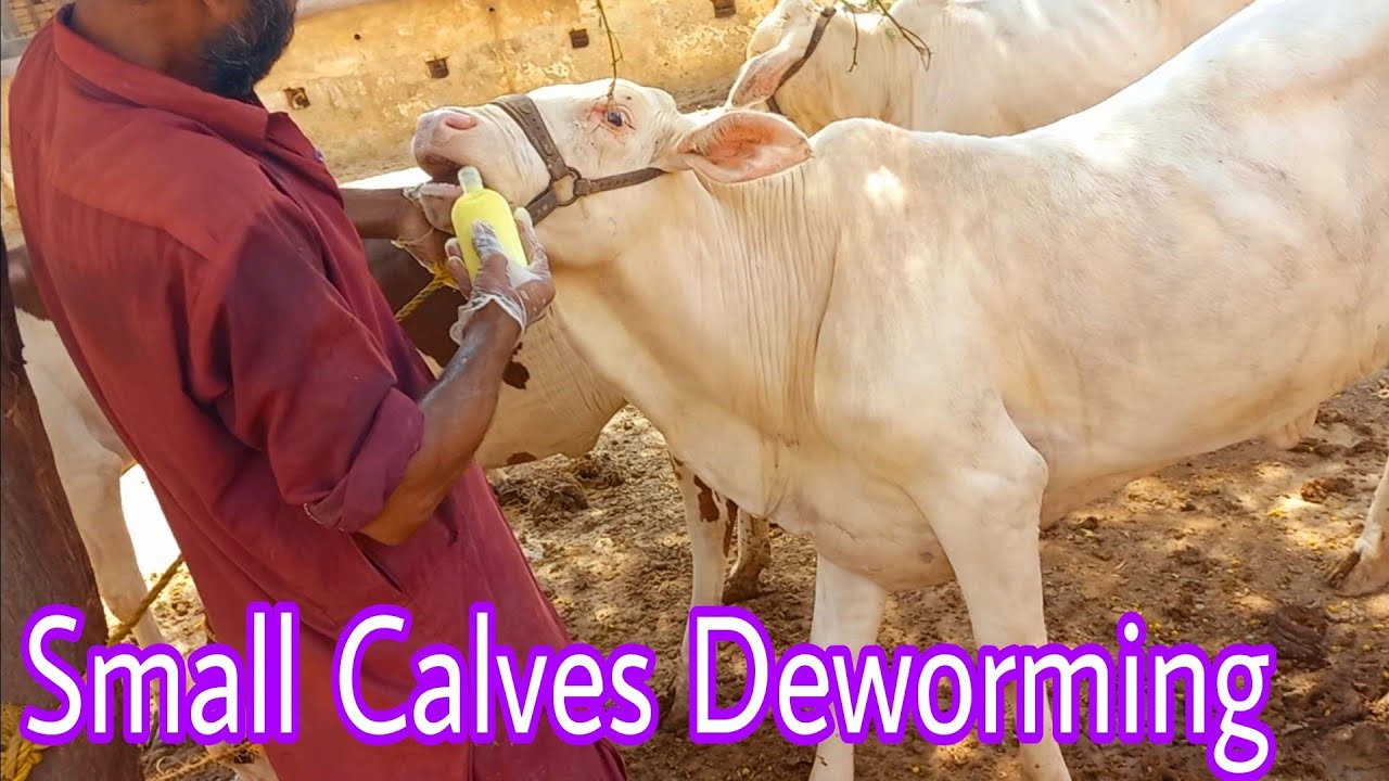 Deworming Of Small Calves At Hamdan Cattle Farm Palai Centre YouTube deworming-of-small-calves-at-hamdan-cattle-farm-palai-centre-youtube